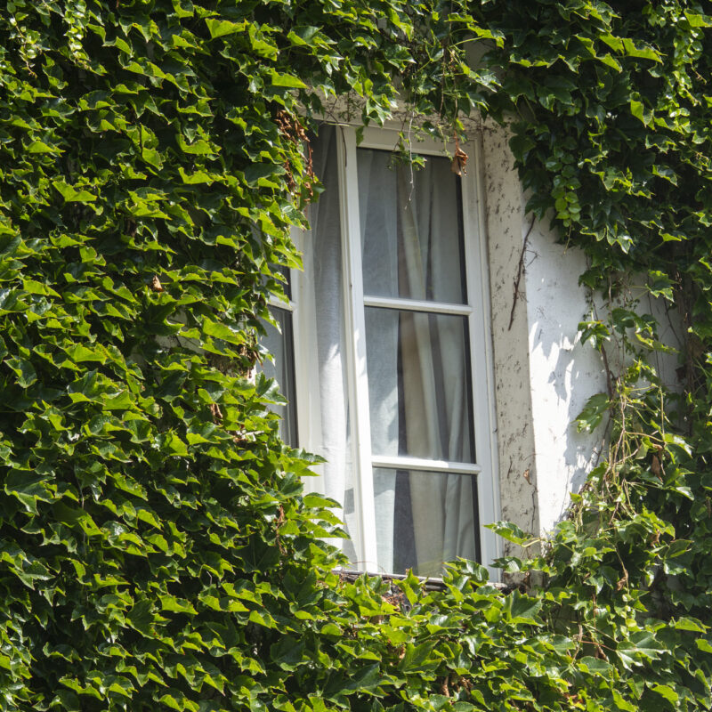 Tirage photo – Lierre