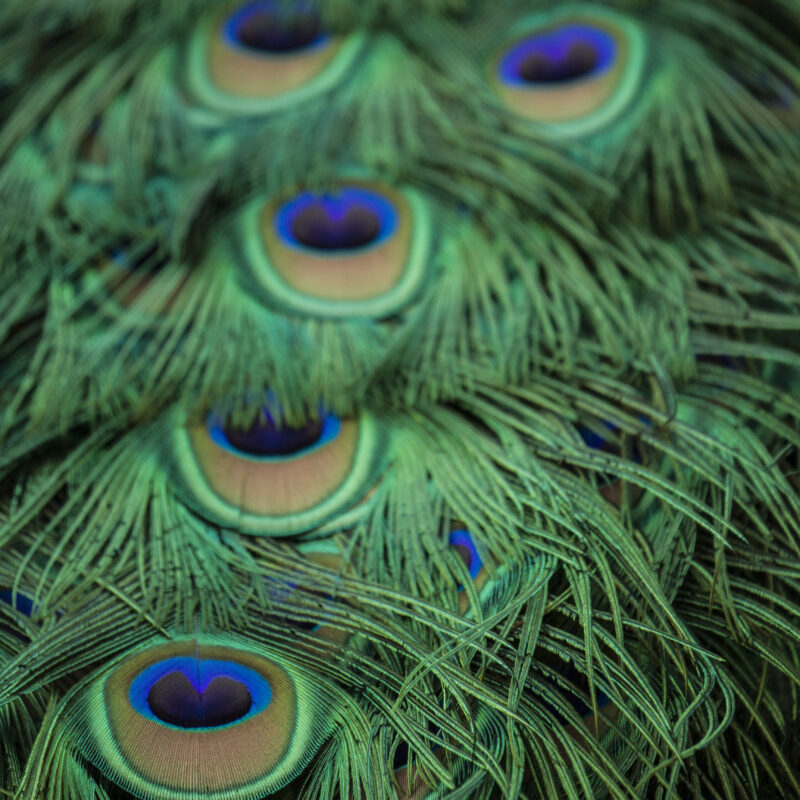 Tirage photo – Plumes de paon