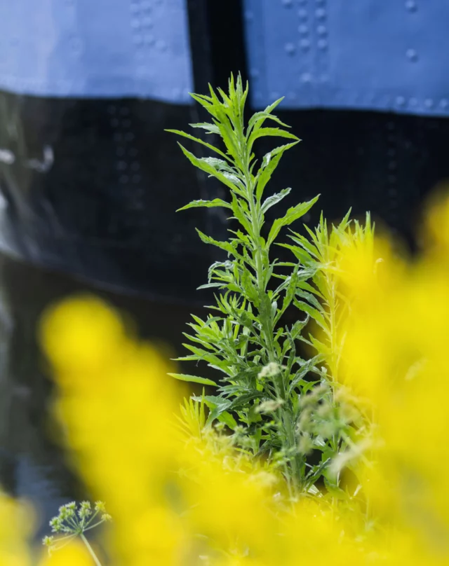 #couleurs #melange #plante #balade #rennes #rennesmaville #street #streetphotography #photodujour #photooftheday📷 #justforthefun #ifyoudonthavefunyoubetterstop #leclabulleuse